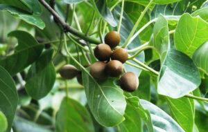 خواص هلیله سیاه؛ فواید دارویی این گیاه از رفع بوی بد دهان تا درمان یبوست