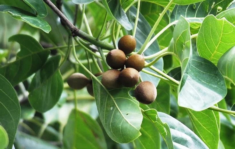 Chebulic Myroblan Harada Haritaki benefits 10