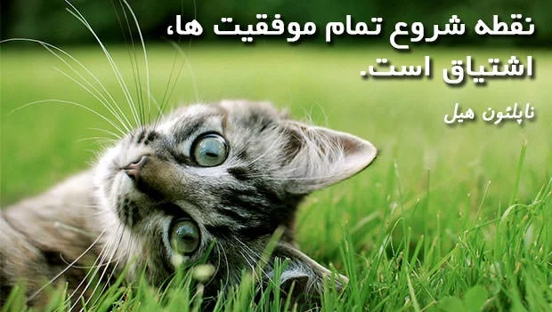 ناپلئون هیل 8