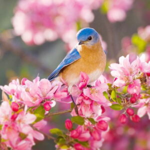 شعر بهار (مجموعه شعرهای زیبا درباره فصل محبوب بهار از شاعران بزرگ) شعر بهار (مجموعه شعرهای زیبا درباره فصل محبوب بهار از شاعران بزرگ)