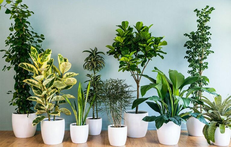 Low light house plants