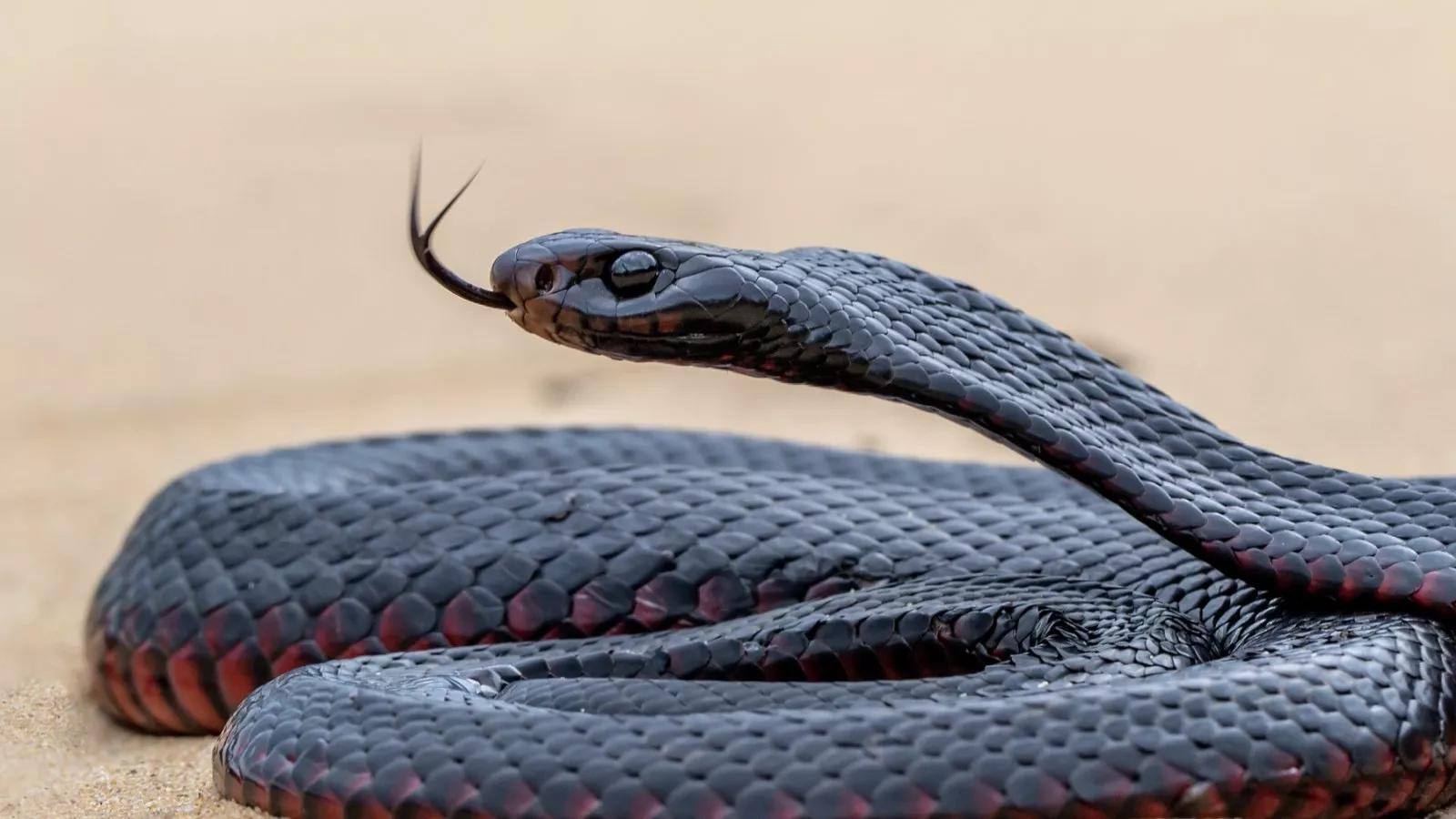 red bellied black snake
