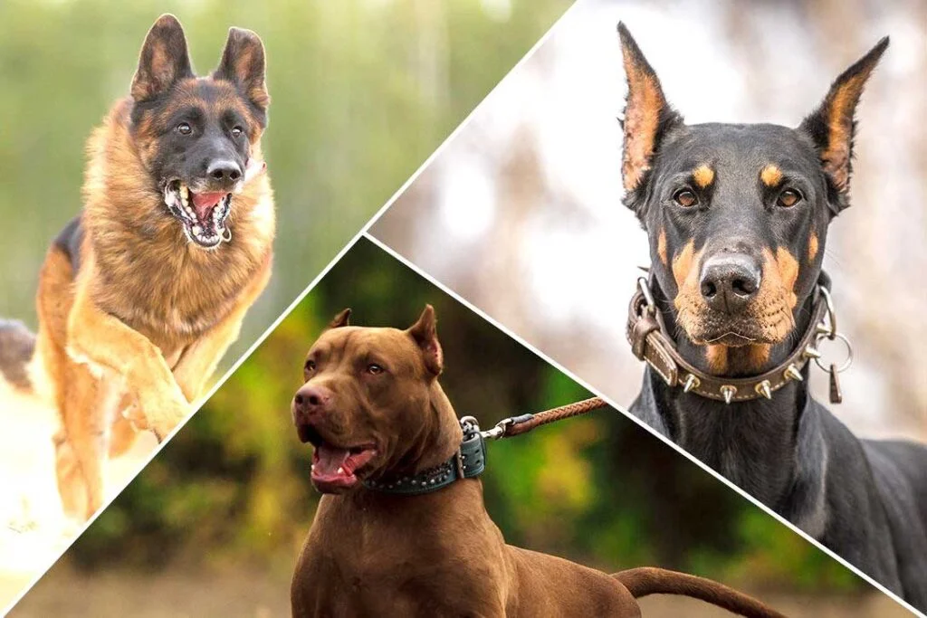 انواع نژاد سگ‌ها؛ معرفی 10 نژاد سگ معروف و ویژگی هر کدام