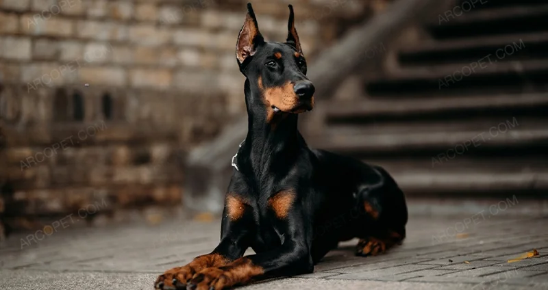 Doberman 000.jpg