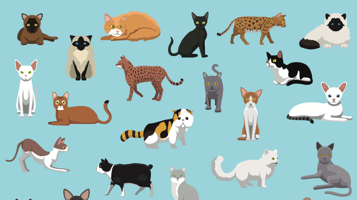 most popular cat breeds