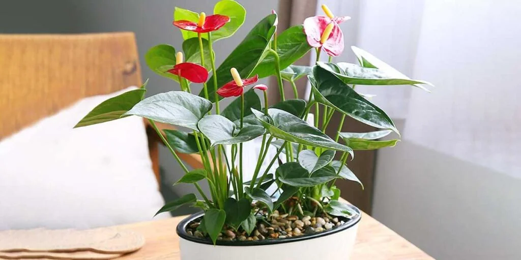 نگهداری گل آنتوریوم