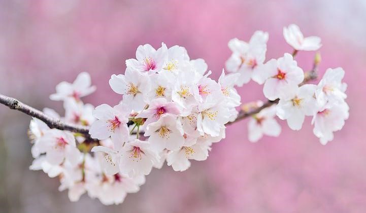 متن بهار و شکوفه | جملات، اشعار و متون زیبا درباره شکوفه های بهاری متن بهار و شکوفه | جملات، اشعار و متون زیبا درباره شکوفه های بهاری